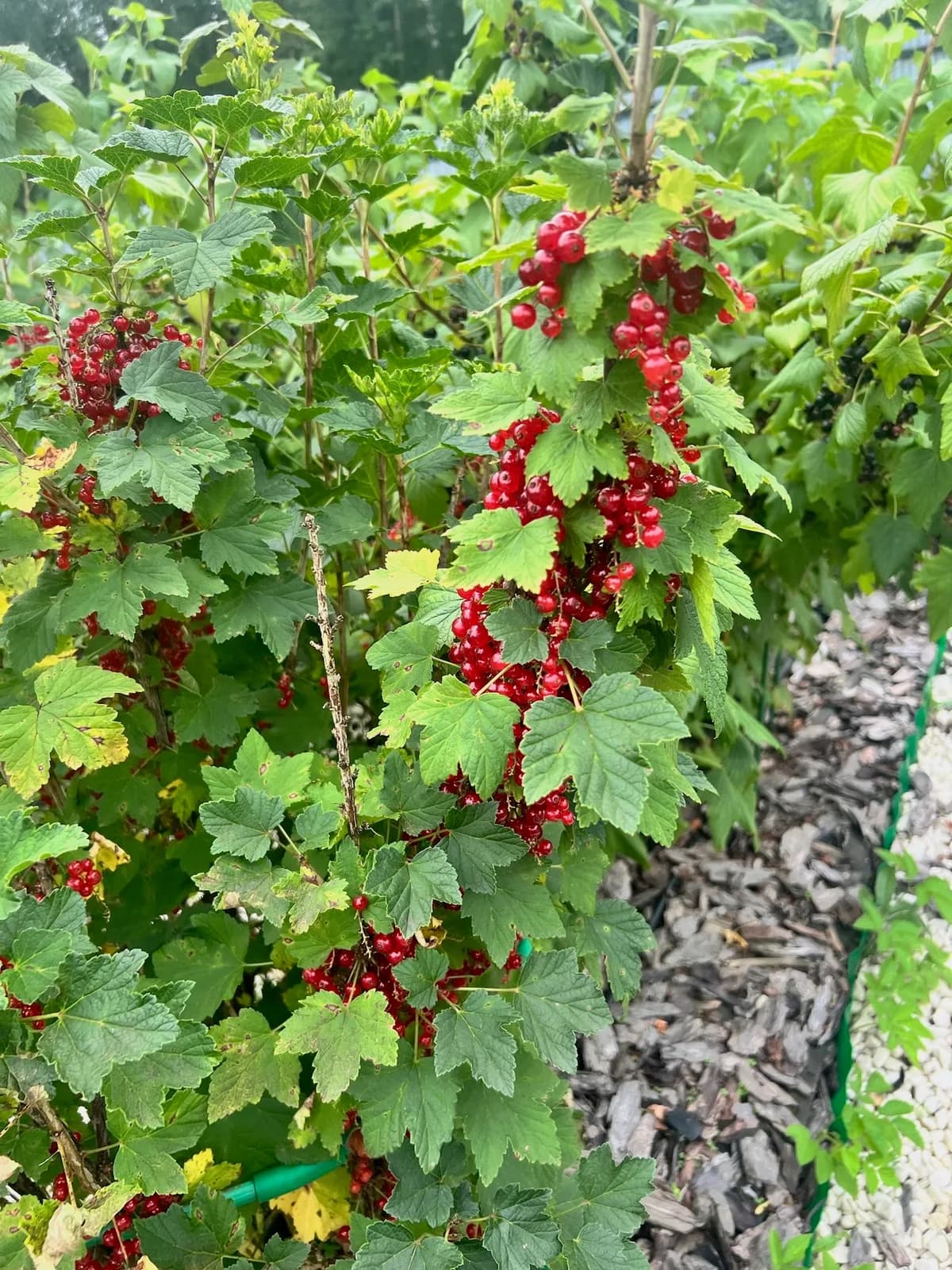 Смородина красная